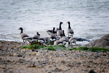  Brant Goose (Branta bernicla), Brittany, France.