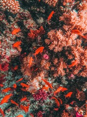 Vibrant Coral Reef With Schools Of Orange Fish