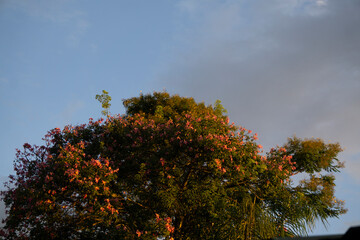Naklejka premium Árbol florecido al atardecer