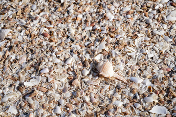 Sandy beach at low tide for background image.