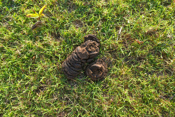 Cow dung on grass for background image