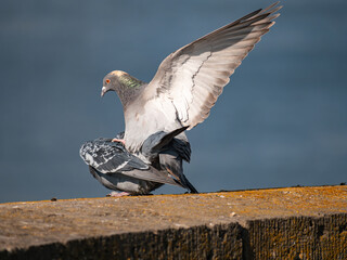 pigeon on a fence