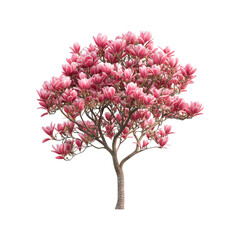 Pink Magnolia Tree in Full Bloom Beautiful Spring Blossoms