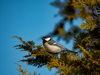 great tit parus major