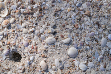 Sandy beach at low tide for background image.