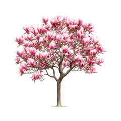 Obraz premium Pink Magnolia Tree in Full Bloom Beautiful Spring Flowers Nature