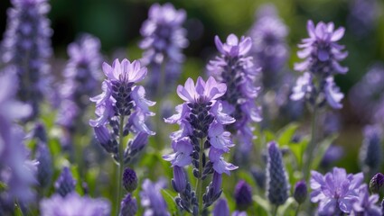 Obraz premium Vibrant closeup of blooming purple flowers in a lush garden showcasing nature's beauty and delicate details in springtime.