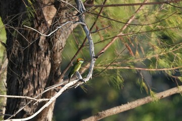 A small bird that lives in the nature of Thailand.