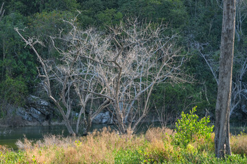 Dead tree standing without leaves for background image