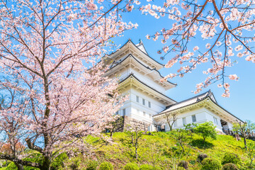 春の小田原城址公園の風景　青空に映える天守閣と桜【神奈川県・小田原市】　
Odawara Castle Park in spring. The main keep, full-bloom cherry blossoms, and blue sky. - Kanagawa, Japan