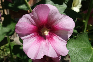 Macro of one pink flower of common hollyhock in July