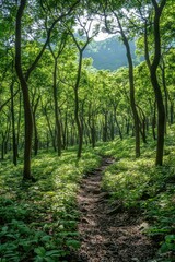 Fototapeta premium Serene forest trail with dappled sunlight filtering through lush green canopy creating a peaceful and vibrant atmosphere for nature walk