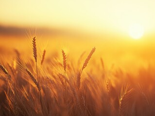 Obraz premium Golden wheat field at sunset with warm light and sun flare creating a peaceful and serene atmosphere for agriculture and harvest season