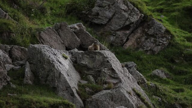 Marmot lying flat on sun-warmed stone in Kitzb&uuml;hel Alps, Tyrol, Austria, enjoying warmth during quiet midday in alpine mountain terrain.