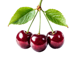 Close-Up Of Glossy Ripe Cherries On Transparent White Background