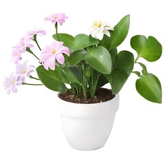 Beautiful Potted Flowers in Full Bloom, Adding Color and Charm to Any Space