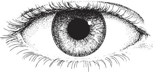 Fototapeta premium Detailed black and white ink illustration of a human eye.