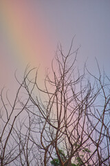Vibrant sky colors and a rainbow peek through the branches of a tree