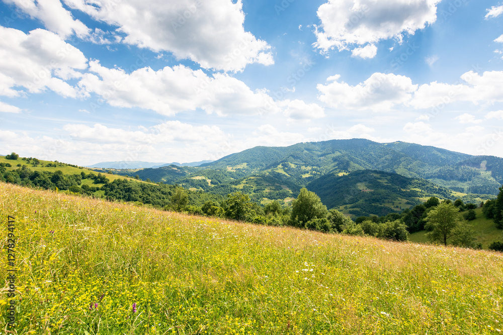 Wall mural nature background with green field on the hill. blue sky with fluffy clouds. carpathian mountain lan