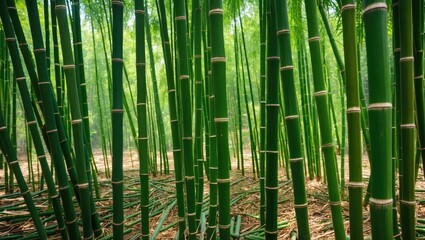 Fototapeta premium Vibrant Green Bamboo Grove Surrounded by Lush Nature Creating a Tranquil Forest Environment for Peaceful Retreat or Meditation