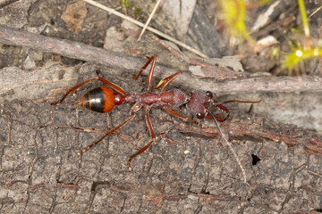 Black-scaped Bull Ant (Myrmecia nigriscapa) on Forest Floor