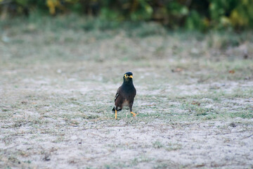 A Common Myna bird energetically running as it engages in its daily activities.