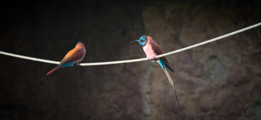 Isolated wide shot of two carmine bee-eater on a rope 