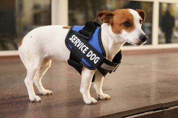 Cute Jack Russell Terrier wearing service dog vest outdoors
