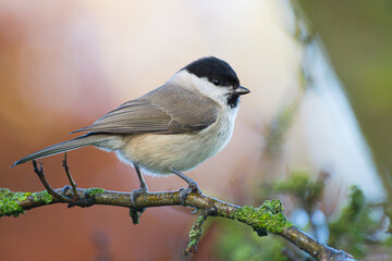 Beautiful close-up of a marsh tit