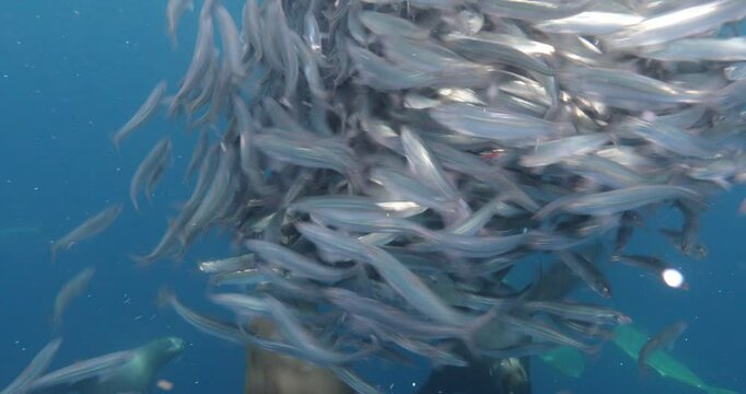Underwater Safaris in the Mexican Pacific: Mahi-Mahi, Marlins, Sardines & Sea Lions