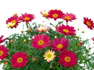 赤いマーガレット