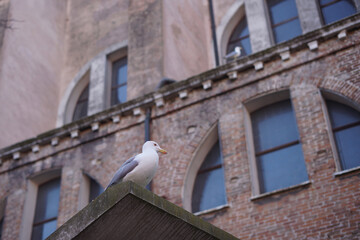 pigeon on the pediment