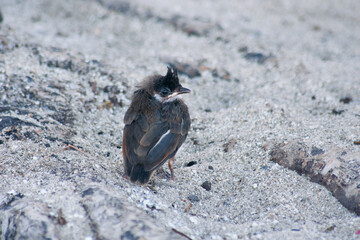 A detailed close-up view of a red-whiskered bulbul chick