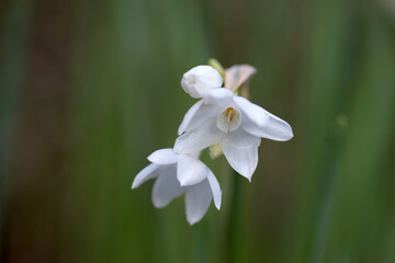 Obraz premium シロバナスイセン