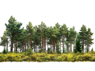 Isolated Forest Edge with Grass