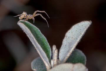 Spider on Fuzzy Leaf with Silk Thread
