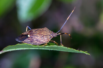 Brown Shield Bug (Poecilometis strigatus) on Leaf Edge