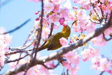 Japanese White-eye with cherry blossoms