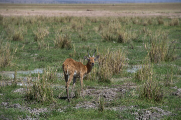 Naklejka premium deer in the meadow