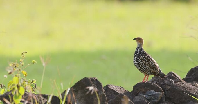 Male Painted Francolin perched on a rock preening its feathers gives out a territorial call on bright Sunny day, partridge call sound call