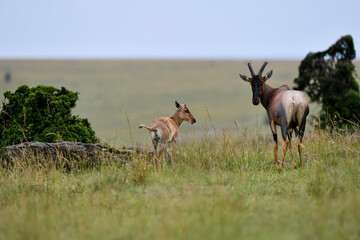 red deer in the wild