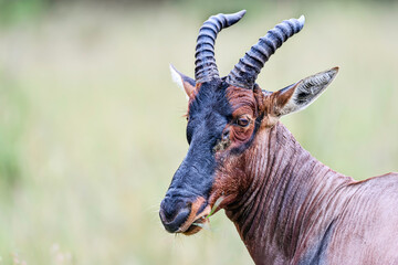 close up of a male impala in the savannah