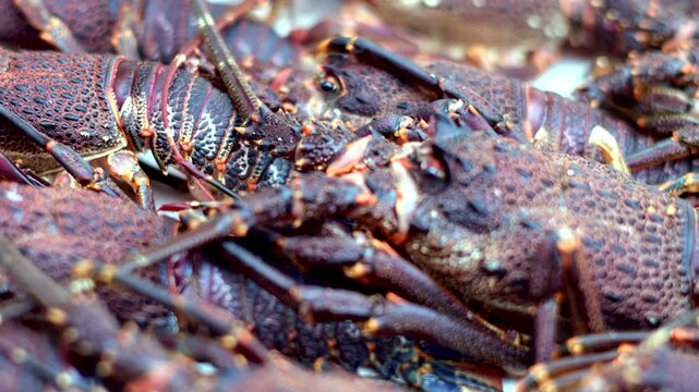 Closeup view of freshly caught spiny Cape Rock Lobster, rack focus
