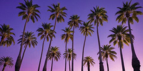 Majestic Palm Trees Against a Vibrant Purple Sky with Ample Space for Text or Design Elements