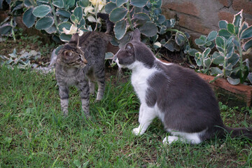 Fototapeta premium Gatos jugando