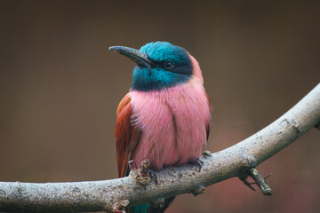 Close up of a carmine bee-eater