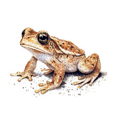 Fototapeta premium Vibrant Watercolor Illustration of a Speckled Frog
