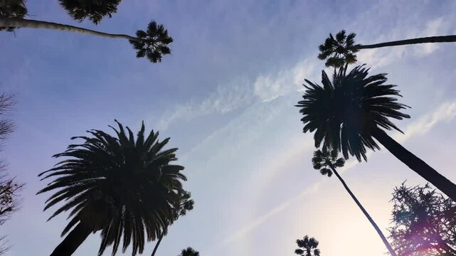 Sunny day in Beverly Hills California. Tall palm trees on the streets of the city - Los Angeles