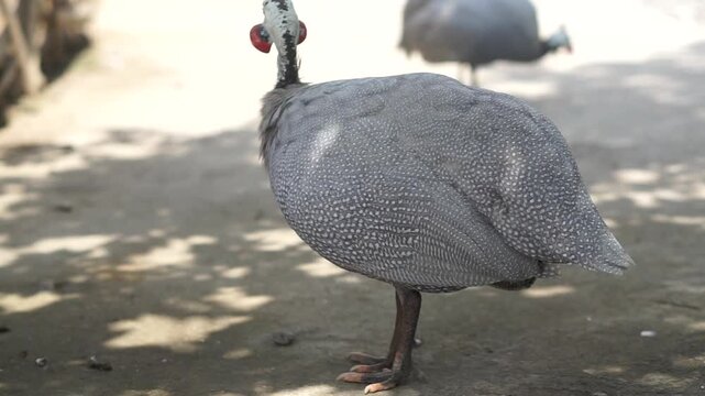 A group of Guinea Fowl or Numididae
at Solo Zoo Safari Park, close view