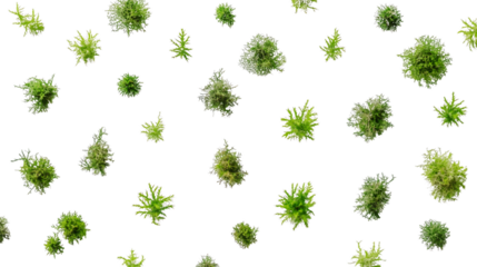 Varied sized green moss clusters on a black background.  Transparent background, PNG